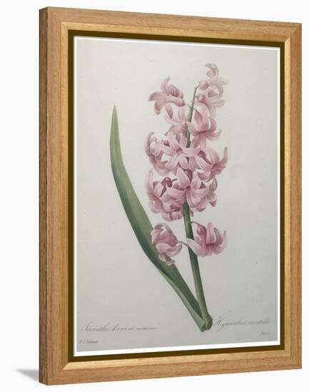 Hyacinthus Orientalis-Pierre-Joseph Redoute-Framed Stretched Canvas