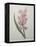 Hyacinthus Orientalis-Pierre-Joseph Redoute-Framed Stretched Canvas