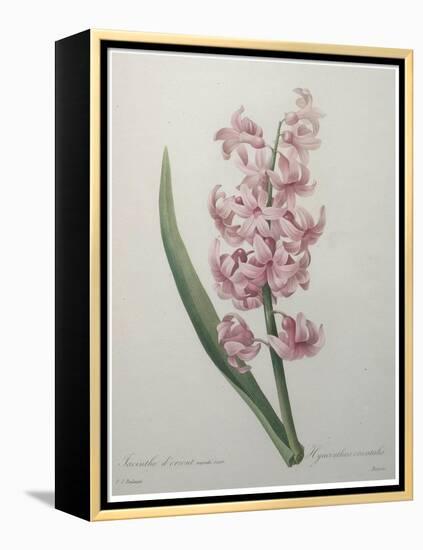 Hyacinthus Orientalis-Pierre-Joseph Redoute-Framed Stretched Canvas
