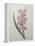 Hyacinthus Orientalis-Pierre-Joseph Redoute-Framed Stretched Canvas