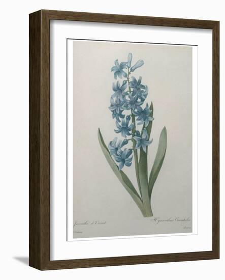 Hyacinthus Orientalis-Pierre-Joseph Redoute-Framed Art Print