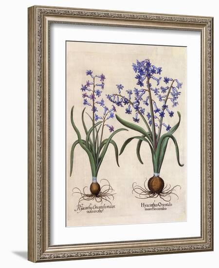 Hyacinthus Orientalis-Basilius Besler-Framed Art Print