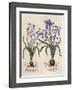 Hyacinthus Orientalis-Basilius Besler-Framed Art Print