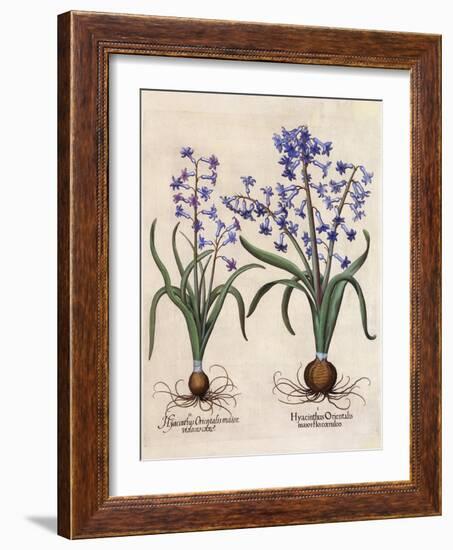 Hyacinthus Orientalis-Basilius Besler-Framed Art Print