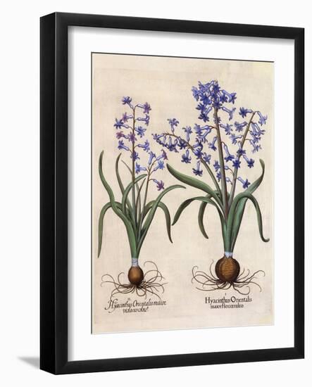 Hyacinthus Orientalis-Basilius Besler-Framed Art Print