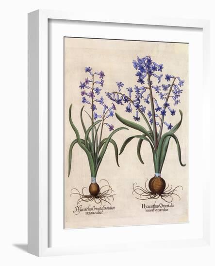 Hyacinthus Orientalis-Basilius Besler-Framed Art Print