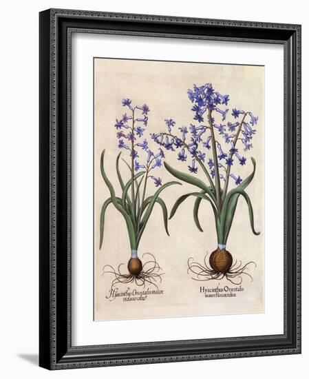 Hyacinthus Orientalis-Basilius Besler-Framed Art Print