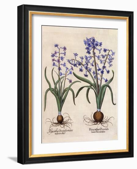 Hyacinthus Orientalis-Basilius Besler-Framed Art Print