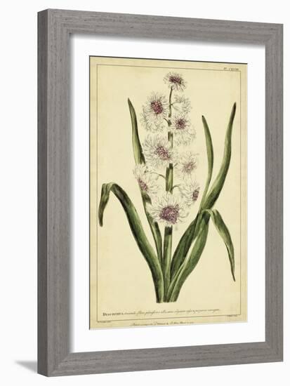 Hyacinthus, Pl. CXLVIII-Phillip Miller-Framed Art Print