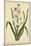 Hyacinthus, Pl. CXLVIII-Phillip Miller-Mounted Art Print