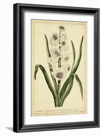 Hyacinthus, Pl. CXLVIII-Phillip Miller-Framed Art Print