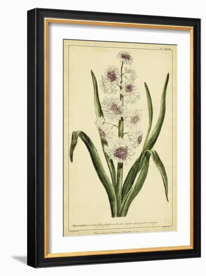 Hyacinthus, Pl. CXLVIII-Phillip Miller-Framed Art Print