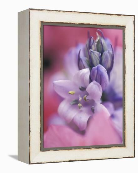 Hyacynth Close-up, Pennsylvania, USA-Nancy Rotenberg-Framed Premier Image Canvas