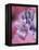 Hyacynth Close-up, Pennsylvania, USA-Nancy Rotenberg-Framed Premier Image Canvas
