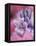 Hyacynth Close-up, Pennsylvania, USA-Nancy Rotenberg-Framed Premier Image Canvas