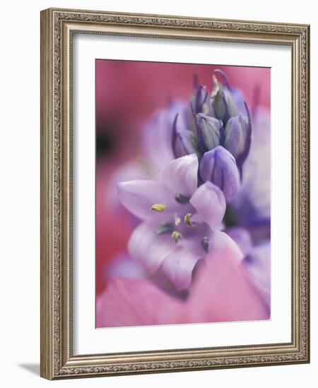 Hyacynth Close-up, Pennsylvania, USA-Nancy Rotenberg-Framed Photographic Print