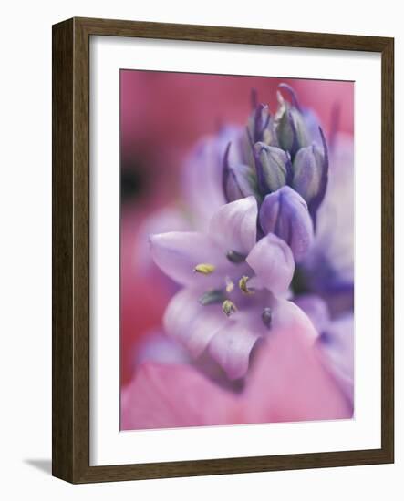 Hyacynth Close-up, Pennsylvania, USA-Nancy Rotenberg-Framed Photographic Print