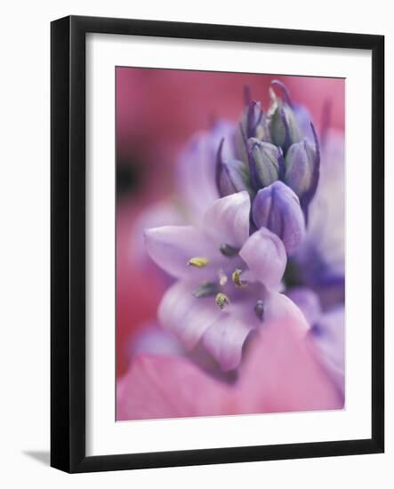 Hyacynth Close-up, Pennsylvania, USA-Nancy Rotenberg-Framed Photographic Print