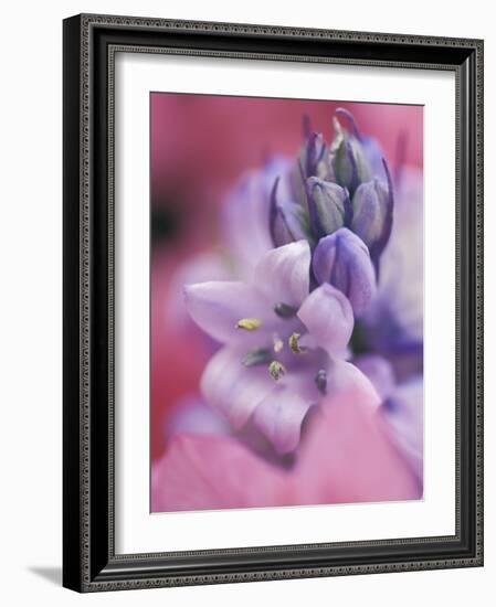 Hyacynth Close-up, Pennsylvania, USA-Nancy Rotenberg-Framed Photographic Print