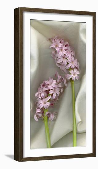 Hyacynth Study-Anna Miller-Framed Photographic Print