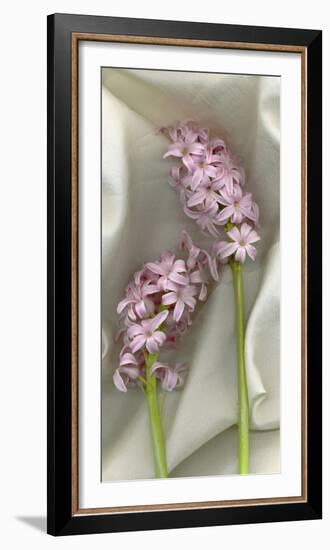 Hyacynth Study-Anna Miller-Framed Photographic Print