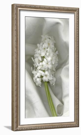 Hyacynth Study-Anna Miller-Framed Photographic Print