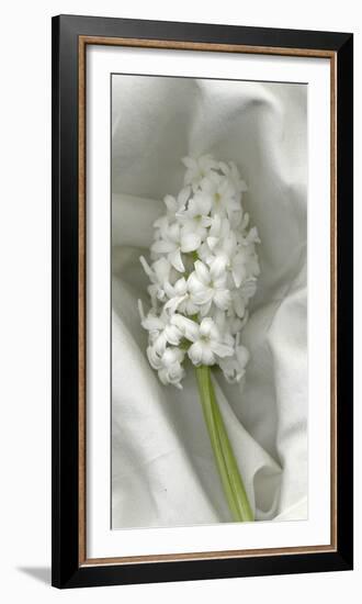 Hyacynth Study-Anna Miller-Framed Photographic Print