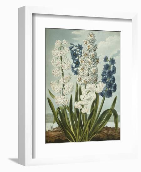 Hyacynths-Robert John Thornton-Framed Giclee Print