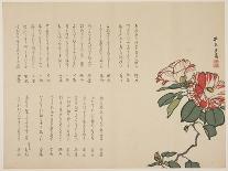 Flowering Camellia, C.1818-1829-Hyakuj?-Mounted Giclee Print