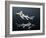 Hybodus Shark-Christian Darkin-Framed Photographic Print