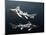 Hybodus Shark-Christian Darkin-Mounted Photographic Print