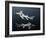 Hybodus Shark-Christian Darkin-Framed Photographic Print