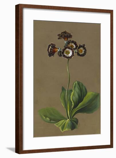 Hybrid Auricula, 1830-Louise D'Orleans-Framed Giclee Print