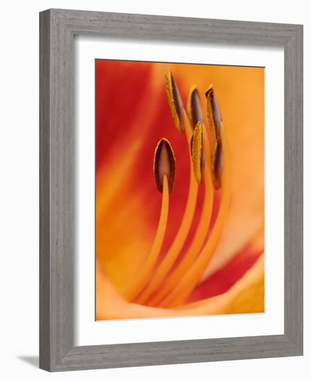 Hybrid Daylily-Adam Jones-Framed Photographic Print