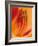 Hybrid Daylily-Adam Jones-Framed Photographic Print