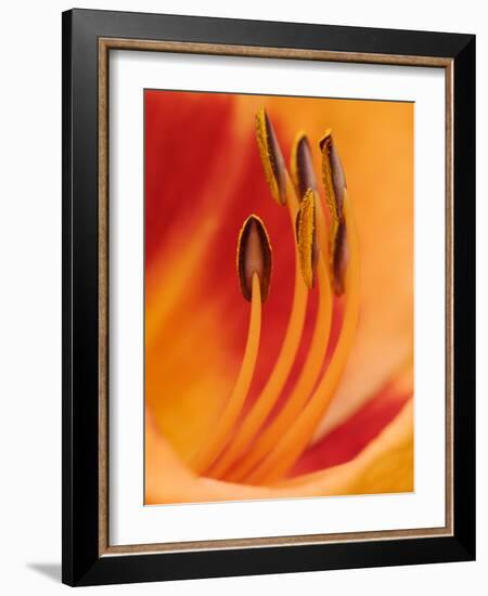 Hybrid Daylily-Adam Jones-Framed Photographic Print