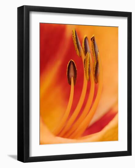 Hybrid Daylily-Adam Jones-Framed Photographic Print