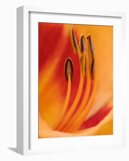 Hybrid Daylily-Adam Jones-Framed Photographic Print
