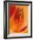 Hybrid Daylily-Adam Jones-Framed Photographic Print