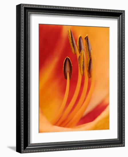 Hybrid Daylily-Adam Jones-Framed Photographic Print