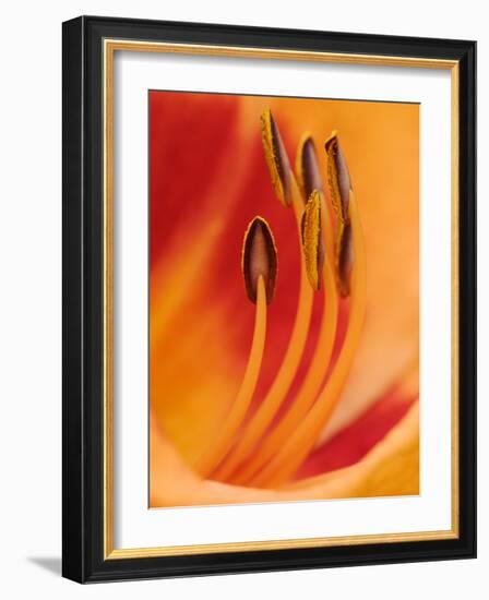 Hybrid Daylily-Adam Jones-Framed Photographic Print