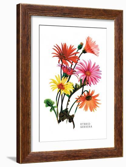 Hybrid Gerbera-null-Framed Art Print