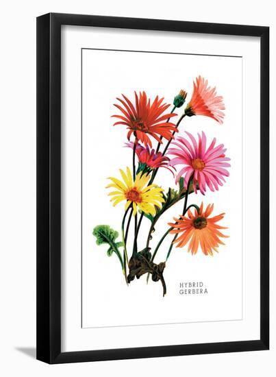 Hybrid Gerbera-null-Framed Art Print