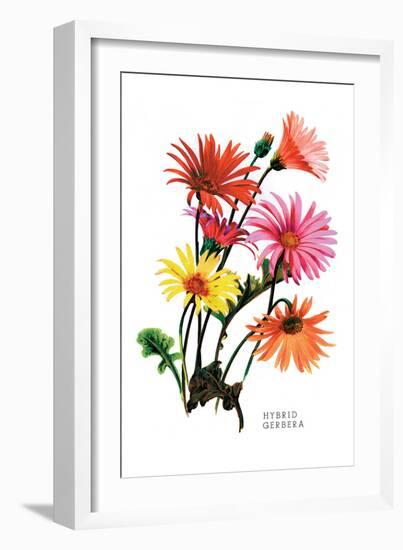 Hybrid Gerbera-null-Framed Art Print