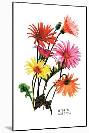 Hybrid Gerbera-null-Mounted Art Print