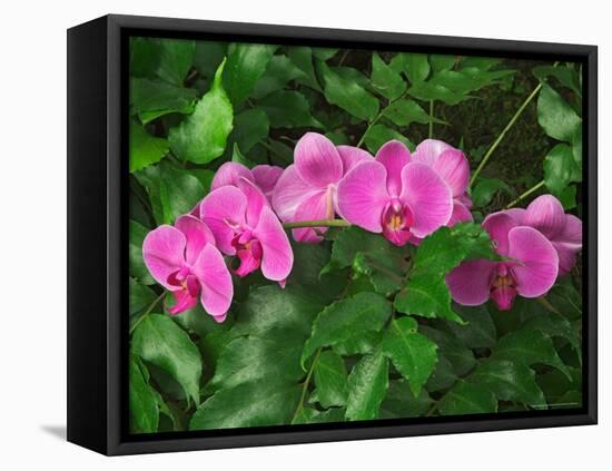 Hybrid Orchid, Lincoln Park Conservatory, Chicago, Illinois-Adam Jones-Framed Premier Image Canvas
