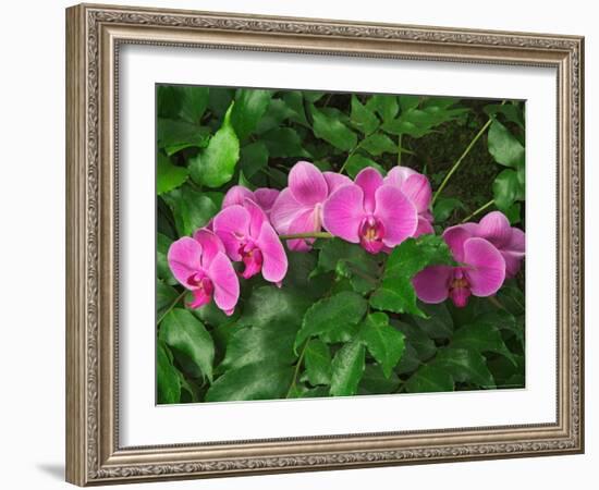 Hybrid Orchid, Lincoln Park Conservatory, Chicago, Illinois-Adam Jones-Framed Photographic Print