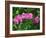 Hybrid Orchid, Lincoln Park Conservatory, Chicago, Illinois-Adam Jones-Framed Photographic Print