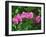Hybrid Orchid, Lincoln Park Conservatory, Chicago, Illinois-Adam Jones-Framed Photographic Print