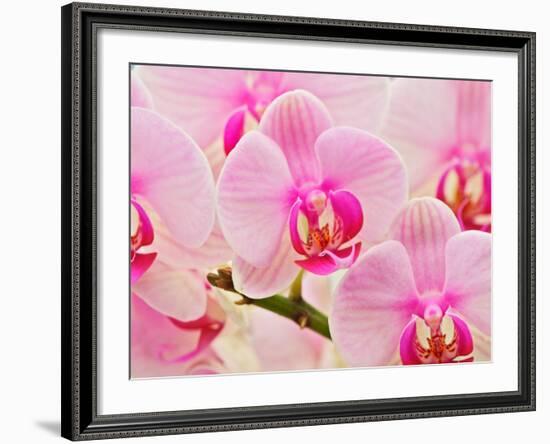 Hybrid Orchids, Selby Gardens, Sarasota, Florida, USA-Adam Jones-Framed Photographic Print